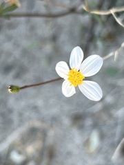 Coreocarpus parthenioides