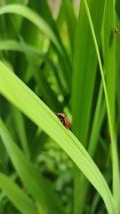 Insecta