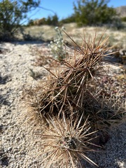 Grusonia kunzei