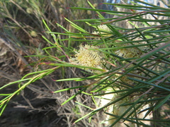 Melaleuca uncinata