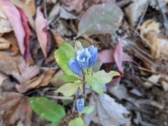Gentiana villosa