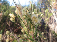 Melaleuca uncinata