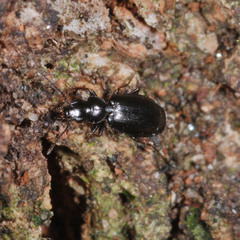 Microlestes