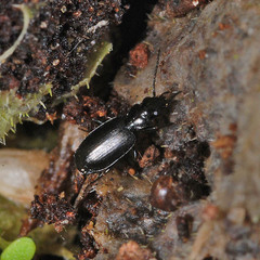 Microlestes