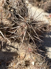 Grusonia kunzei