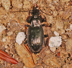 Pterostichus oblongopunctatus
