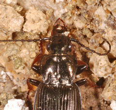 Pterostichus oblongopunctatus