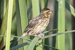 Ploceus manyar