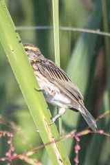 Ploceus manyar