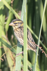Ploceus manyar