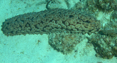 Eostichopus arnesoni