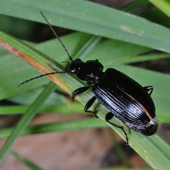 Platyninae