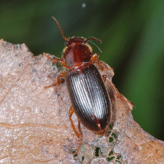 Metophonus