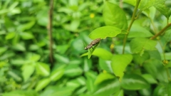 Insecta