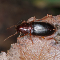 Metophonus