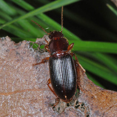 Metophonus