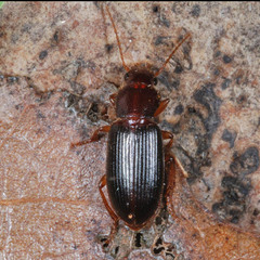 Metophonus