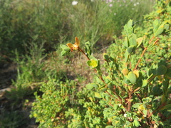 Pimelea serpyllifolia