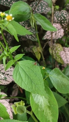 Insecta