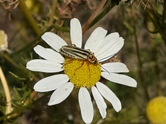 Chauliognathus scriptus