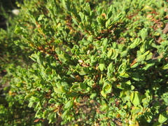 Pimelea serpyllifolia