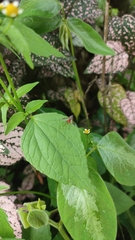 Insecta