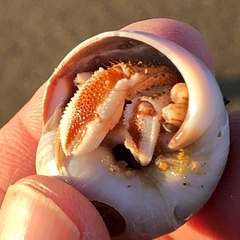 Pagurus acadianus