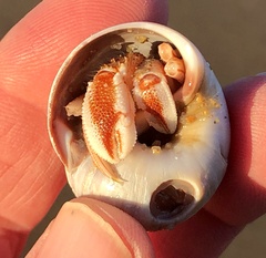 Pagurus acadianus