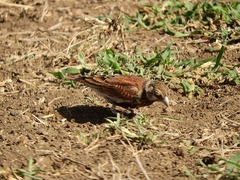 Eremopterix leucotis