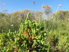 Pimelea serpyllifolia