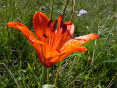 Lilium bulbiferum