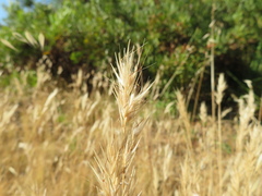 Rytidosperma setaceum