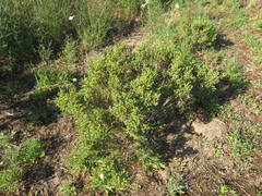 Pimelea serpyllifolia