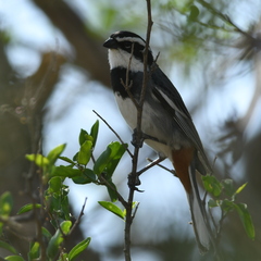 Microspingus torquatus