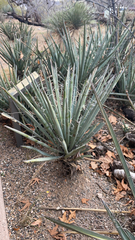 Yucca baccata
