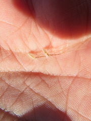 Rytidosperma setaceum