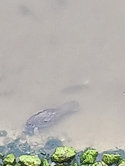 Trichechus