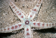 Astropecten