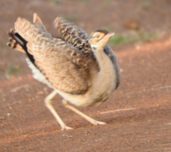 Eupodotis senegalensis