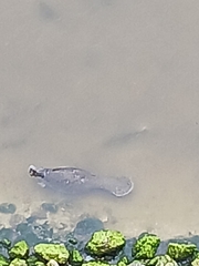 Trichechus