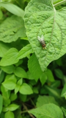 Insecta