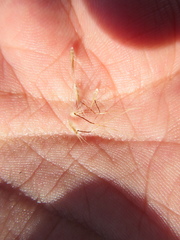 Rytidosperma setaceum