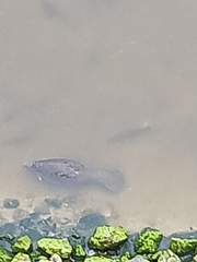 Trichechus