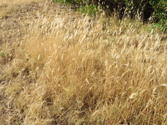 Rytidosperma setaceum