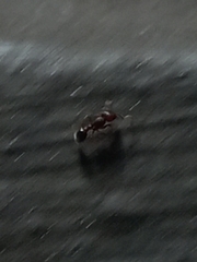 Tetramorium lanuginosum