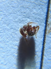Tetramorium lanuginosum