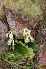 Streptocarpus vandeleurii