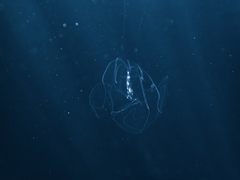 Leucothea multicornis