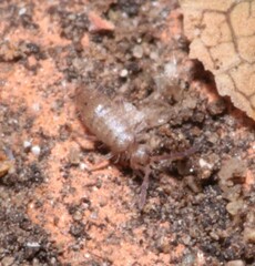 Willowsia nigromaculata