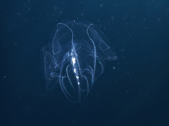 Leucothea multicornis